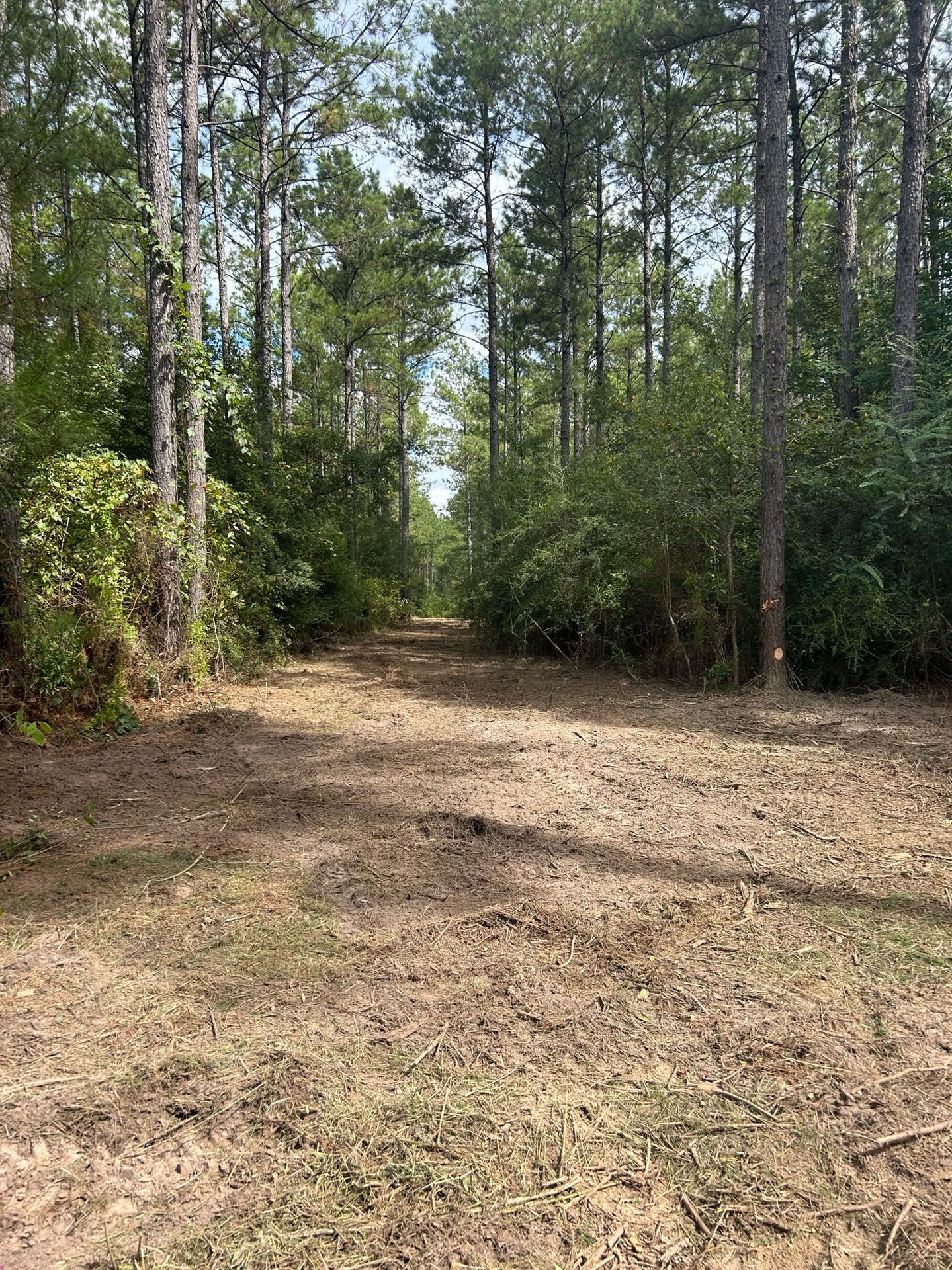 Wooded lot with underbrush cleared and ground leveled.