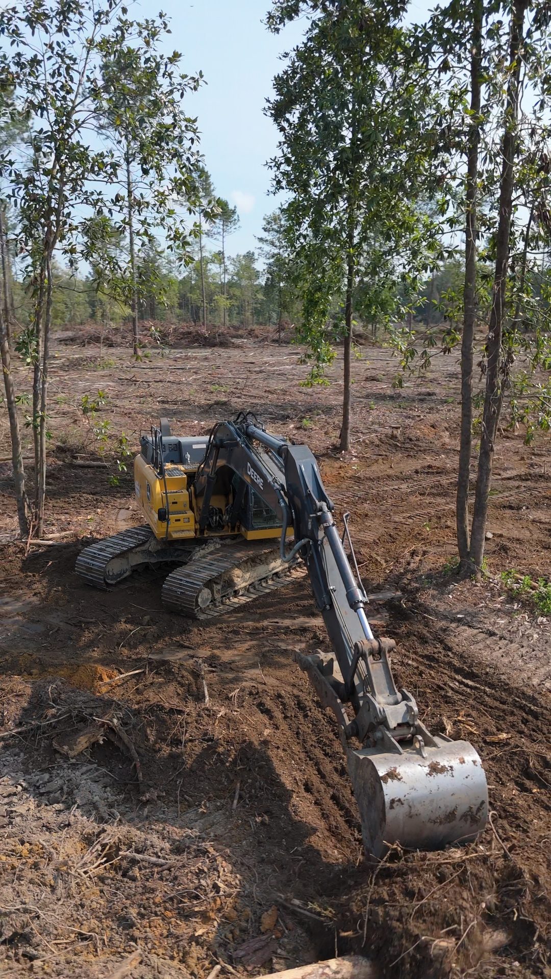 Excavator clearing brush and stumps at the edge of a pine stand.