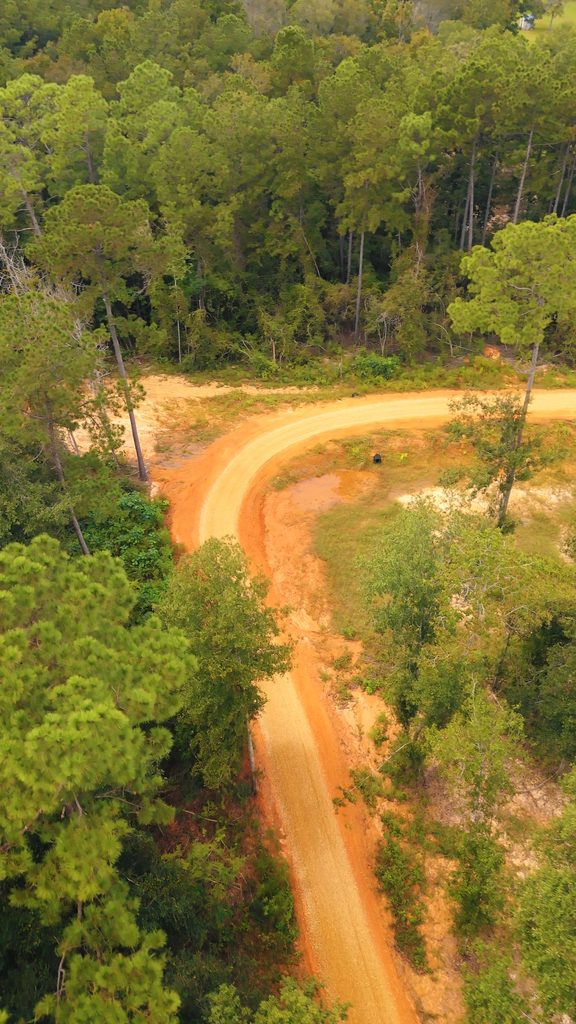 Curving dirt access road through standing timber.
